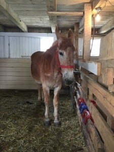 Mule-Mr-Pete-e1446052199602-225x300