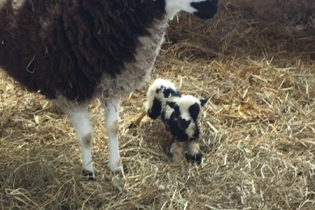 Baby-Lamb_Amish-Village