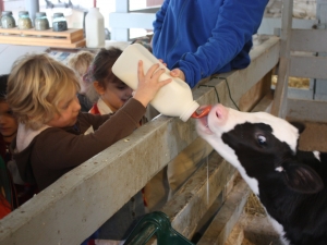 Kid feeding a baby cow Kid feeding a baby cow