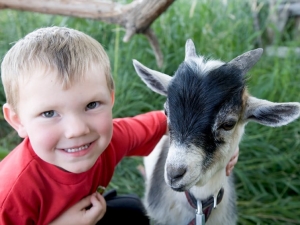 Boy with goat Boy with goat