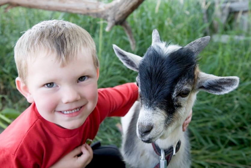 Boy with goat Boy with goat