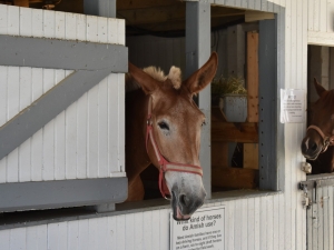 Horse looking out barn door Horse looking out barn door