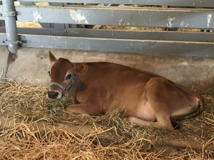 Baby cow resting in Amish Village barn Baby cow resting in Amish Village barn