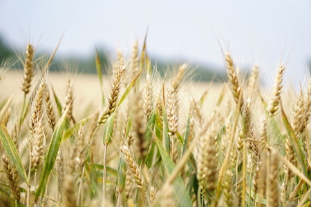 arable-blur-close-up-265216