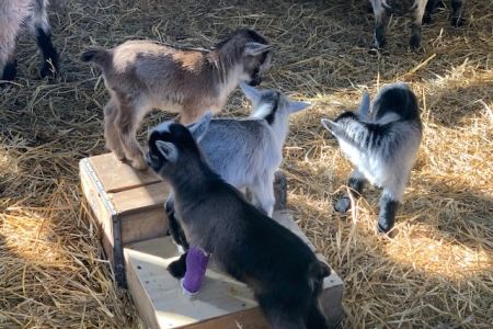 Baby Goats Three baby goats standing on a platform with one dark gray goat with a purple cast. Another baby goat stands next to the platform.