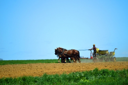 Harvest Season on the Amish Farm Amish man plowing his field at harvest time