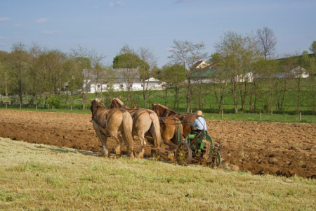 The Best Way to Experience the Amish in Lancaster, PA Amish man plowing the fields with horses