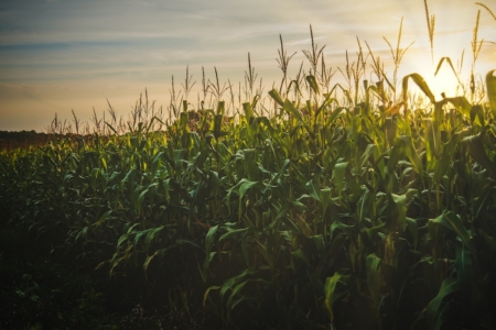 Harvest Blog Photo Aug 2023 corn field with setting sun in the background